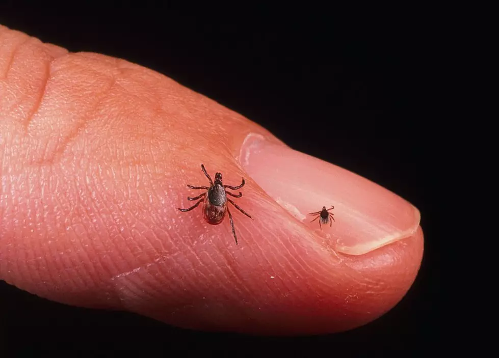 Nantucket’s Bold New Plan to Fight Lyme Disease Targets an Unexpected Culprit