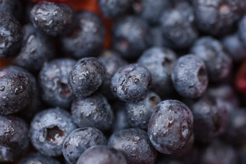 Massachusetts Blueberry Picking Season Is Almost Upon Us 