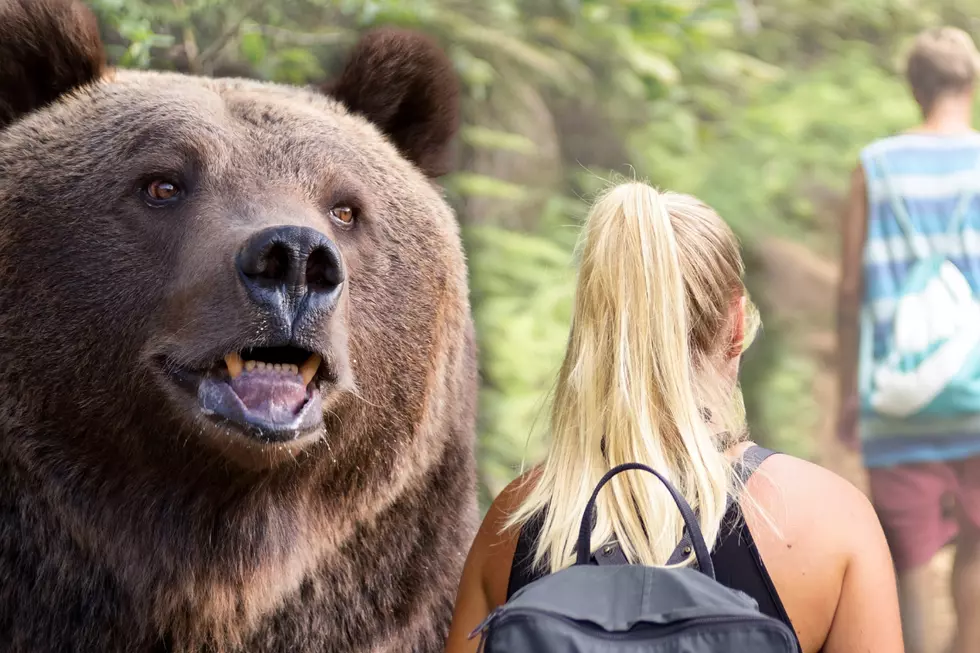 Survive A Bear Encounter With These Essential Tips