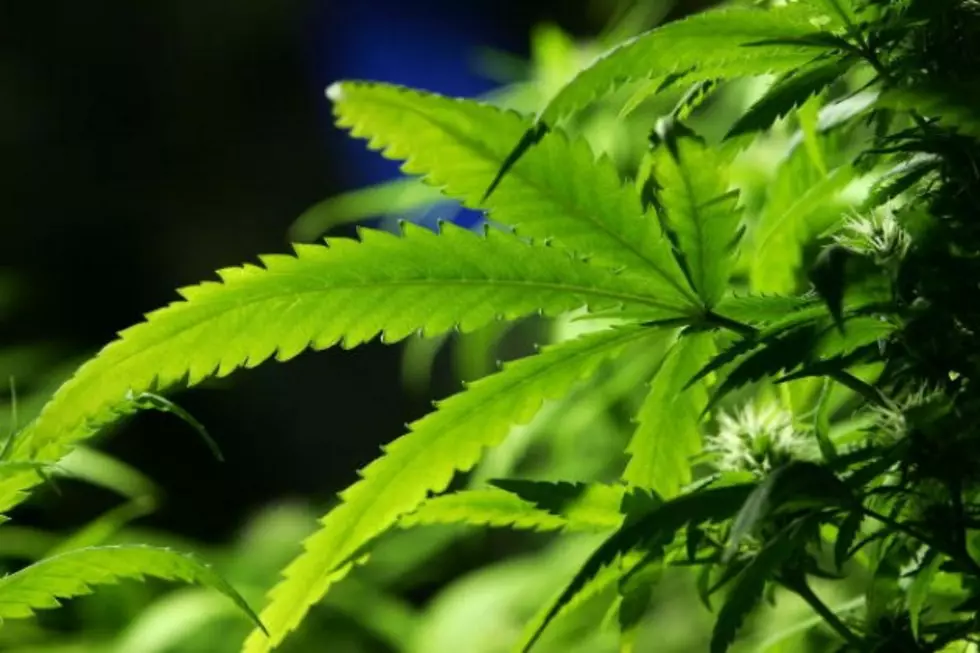 Chairman Says Mass. Pot Board Is Energized