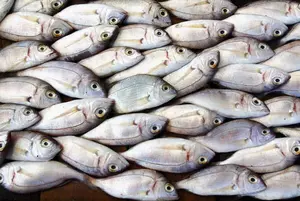 Plenty of Catfish in the Sea