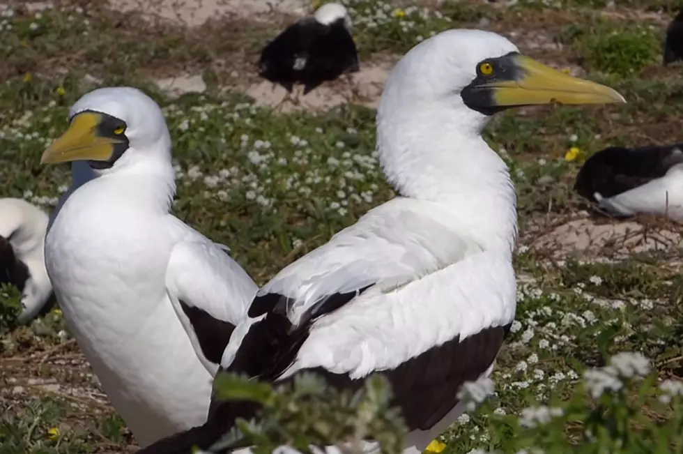 Tropical Bird Found on Massachusetts Beach Dies