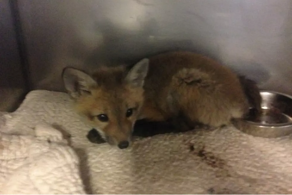 Baby Red Fox Goes Through New Bedford Resident’s Doggy Door