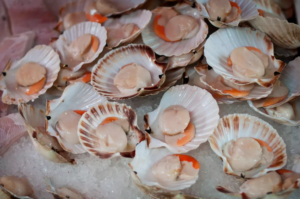 Study Says Offshore Wind Could Impact New Bedford Scallop Industry