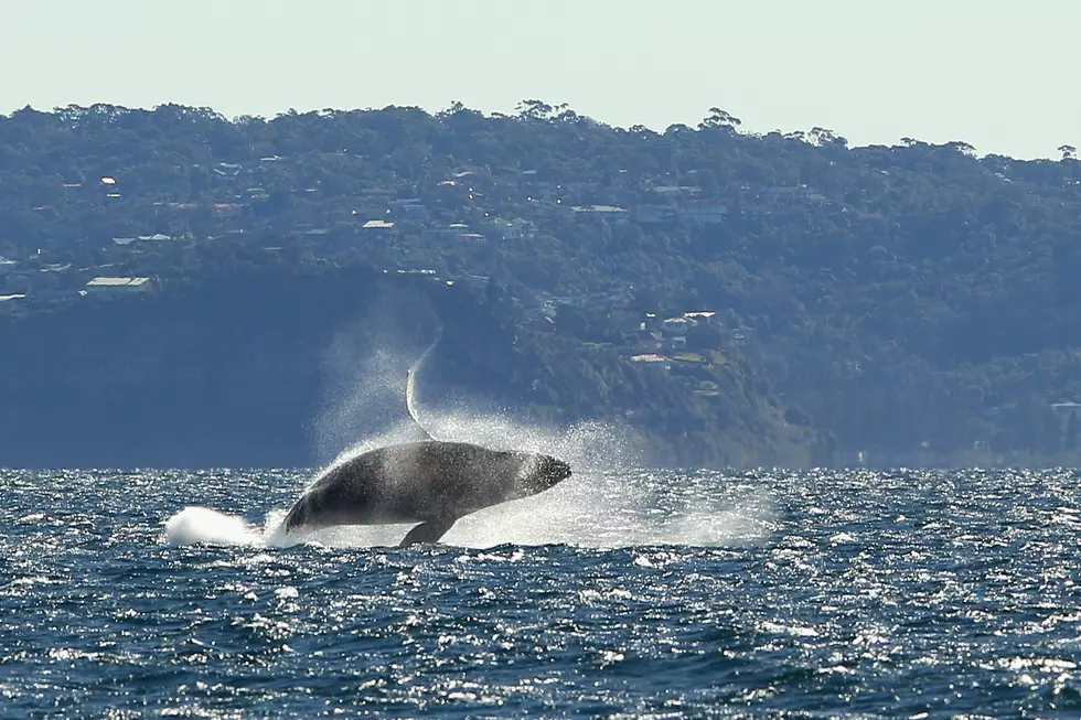 Protected Zone to Help Whales Extended into Mid-March