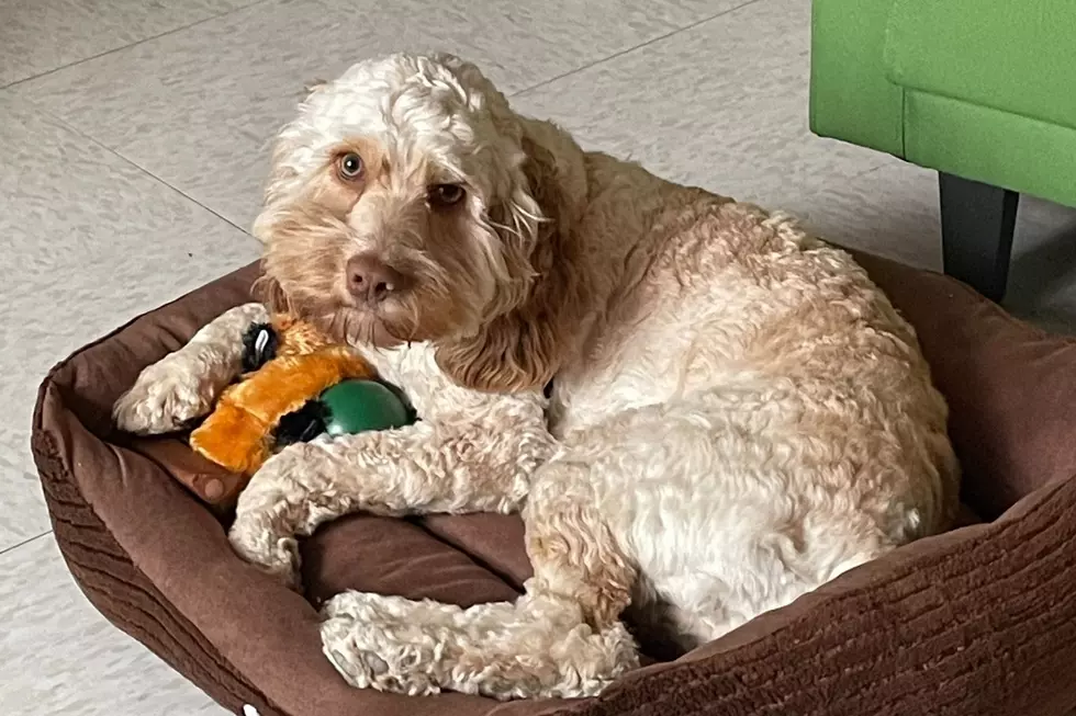 Dartmouth High School Is Getting a New Therapy Dog