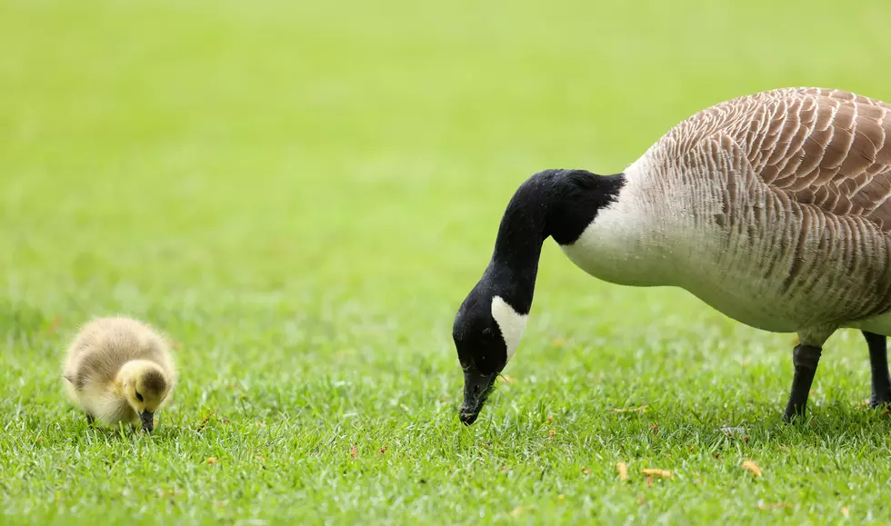 PETA Offers $5,000 to Catch Attleboro Goose Family Killer