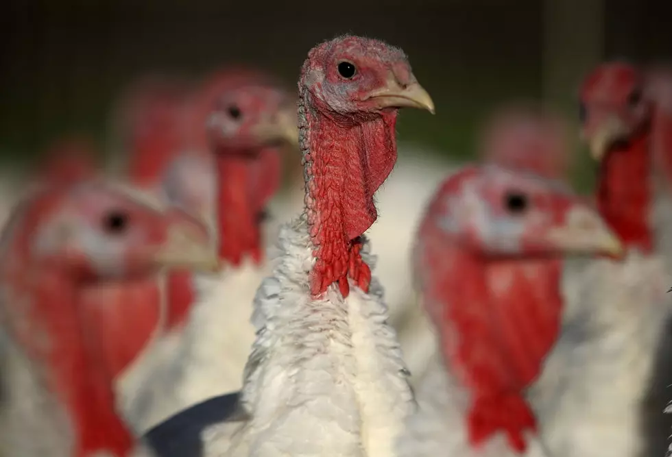 Massachusetts Thanksgiving Turkey Cost Unclear But Rising Nationally