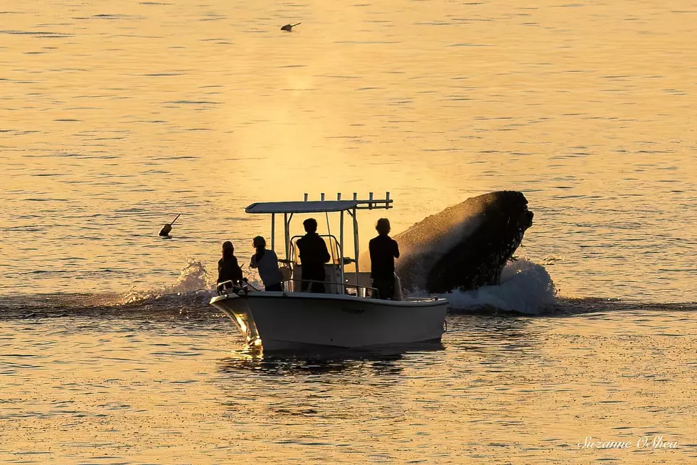 New England Aquarium Sees Fewer North Atlantic Right Whale Births