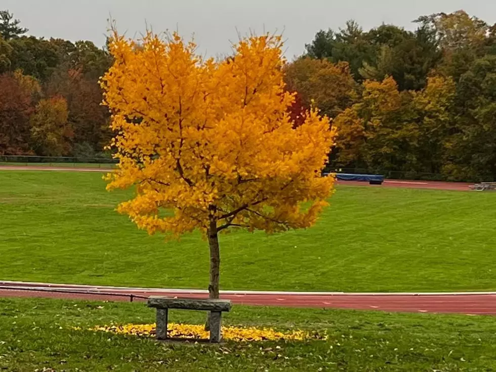 UMass Dartmouth’s Boston Marathon Peace Tree and Bench
