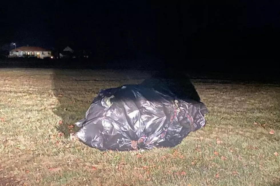 Where NOT to Throw Out Your Christmas Tree in New Bedford