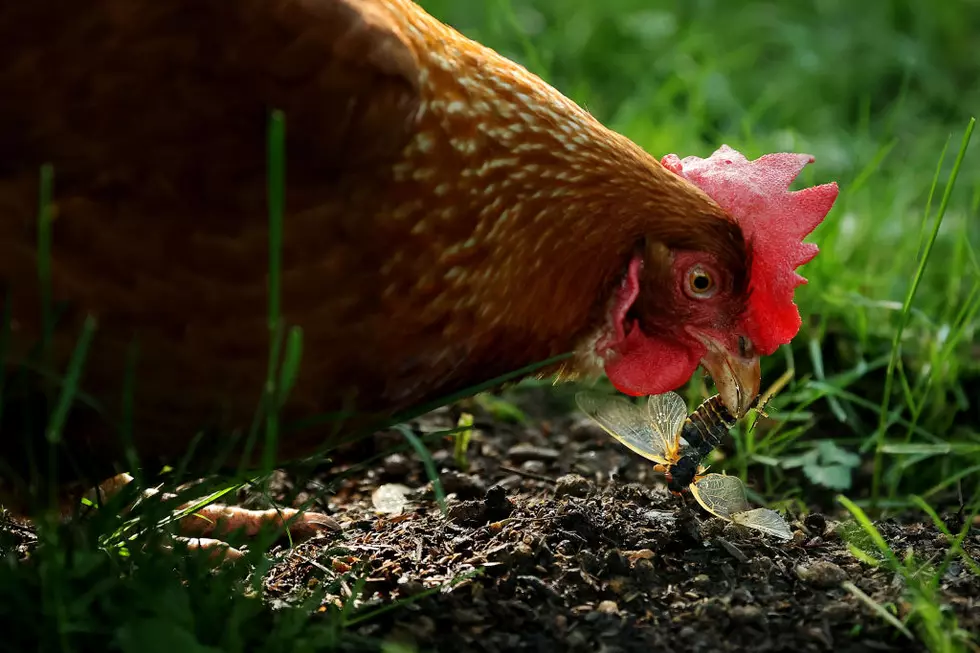 Is the Rhode Island State Bird Really a Chicken?