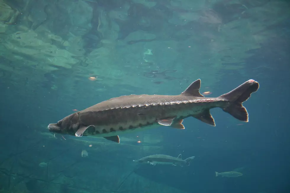 Taunton River Has This 800-Pound Creature Lurking Beneath the Surface