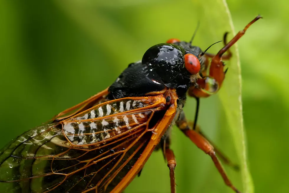 Will Massachusetts Experience America’s Historic Cicada Invasion This Spring?