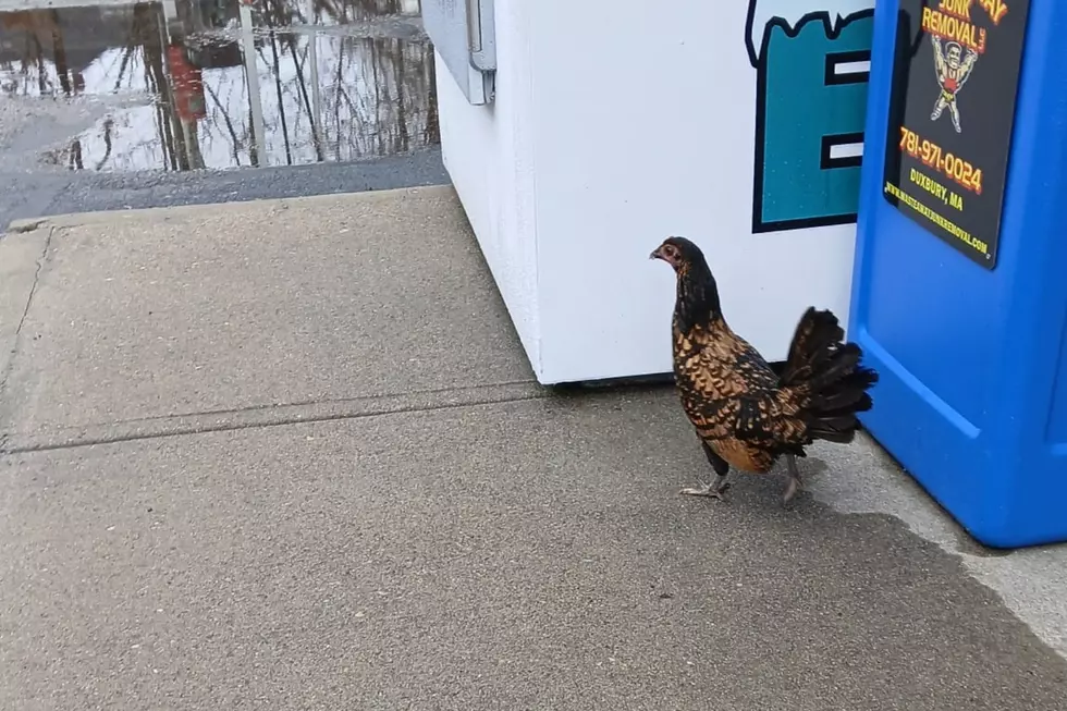 Carver Chicken Flies the Coop and Goes Shopping