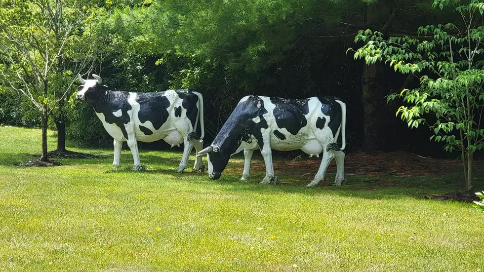 These Fairhaven Fake Cows Keep Cancer Patients Company
