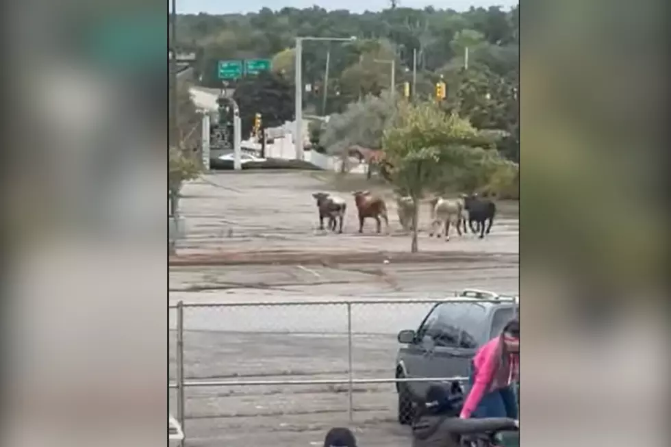 Eight Bulls Escape From North Attleboro Rodeo at Emerald Square Mall