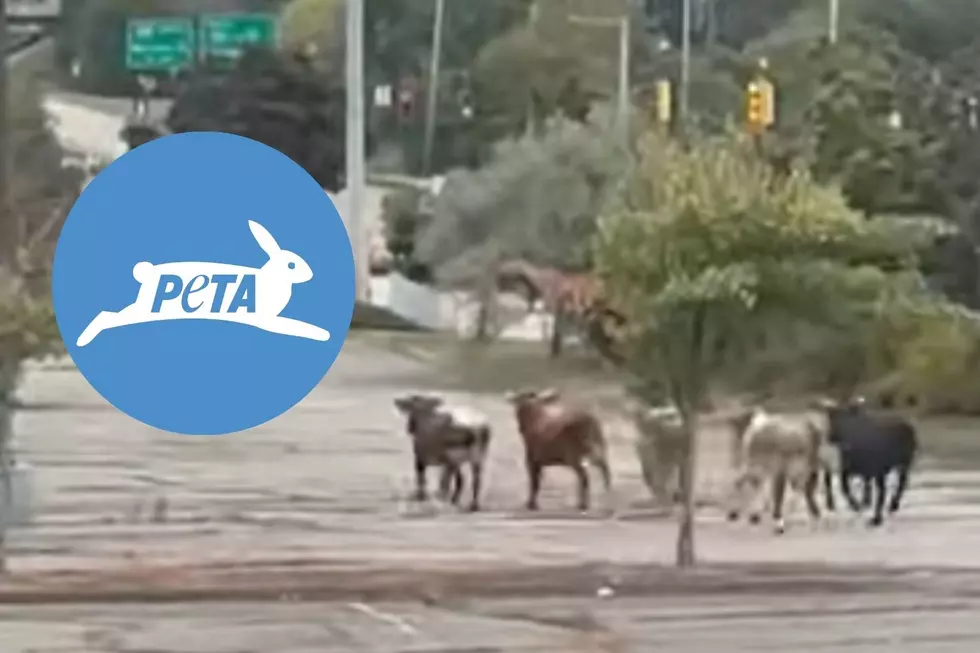 PETA on Escaped North Attleboro Bulls: ‘Animal Torment at Center Stage’