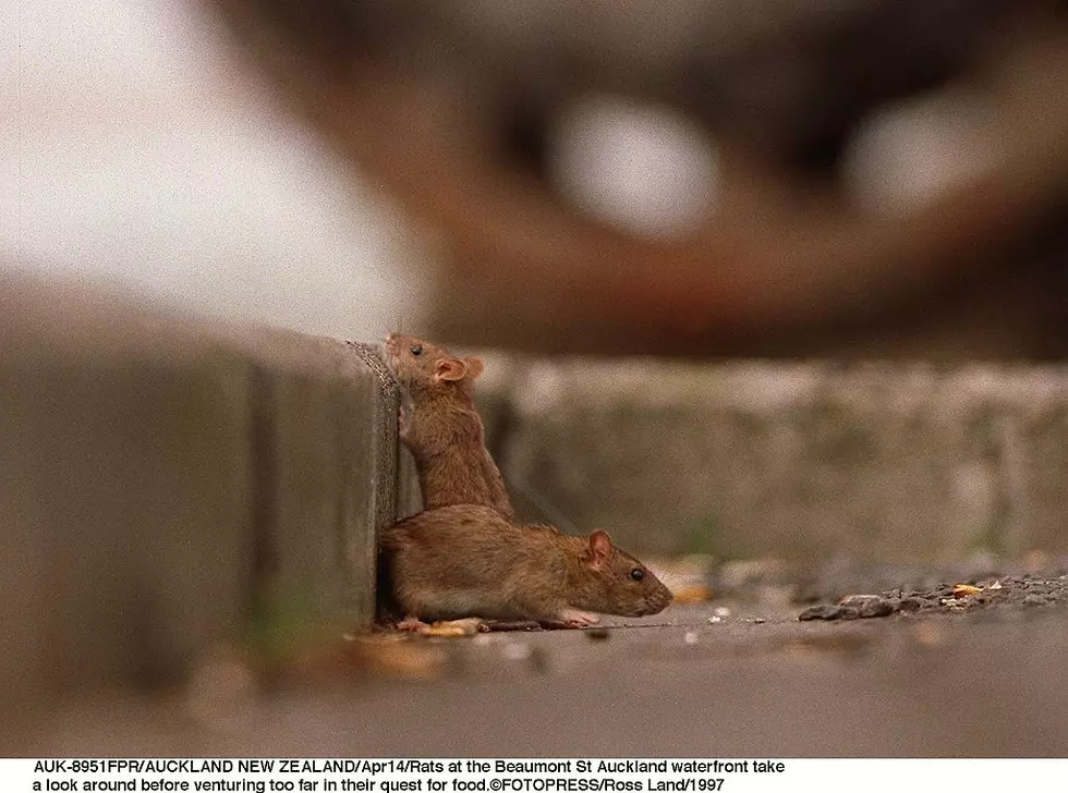 Massachusetts’ Biggest Winter Pest Threats in the Home