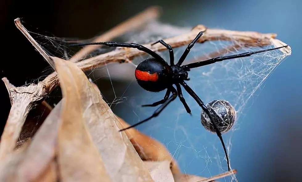 Massachusetts Homes Are a Perfect Fit For Wintering Spiders