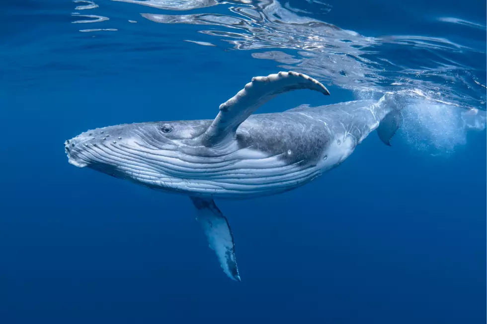Massachusetts Animals Sadly on the Verge of Extinction