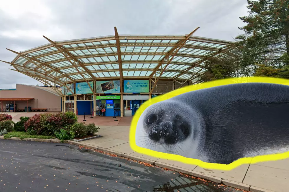 Seal Found in Providence Receiving Care at Mystic Aquarium