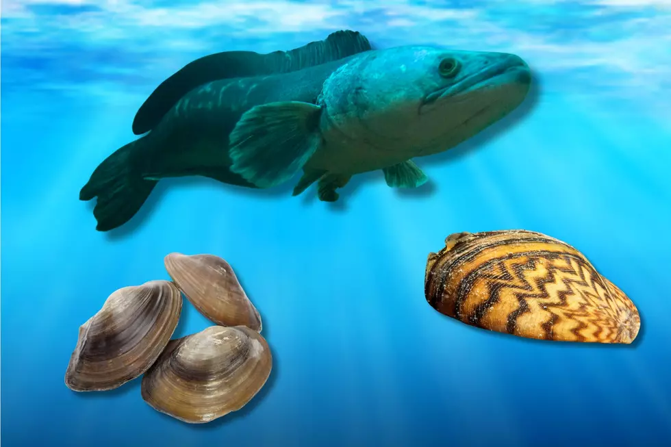 Massachusetts Invasive Water Species You Should Avoid