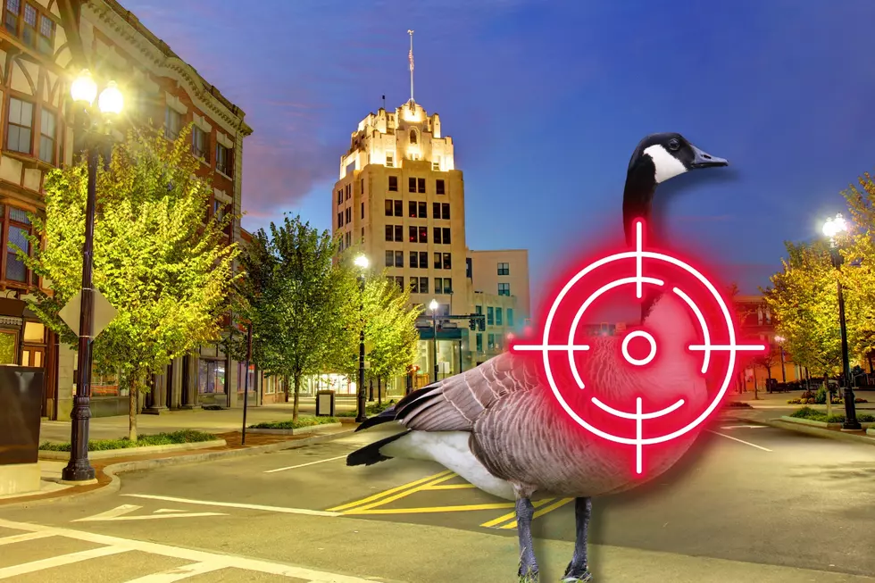 Canada Geese in Massachusetts Are Being Brutalized and Killed