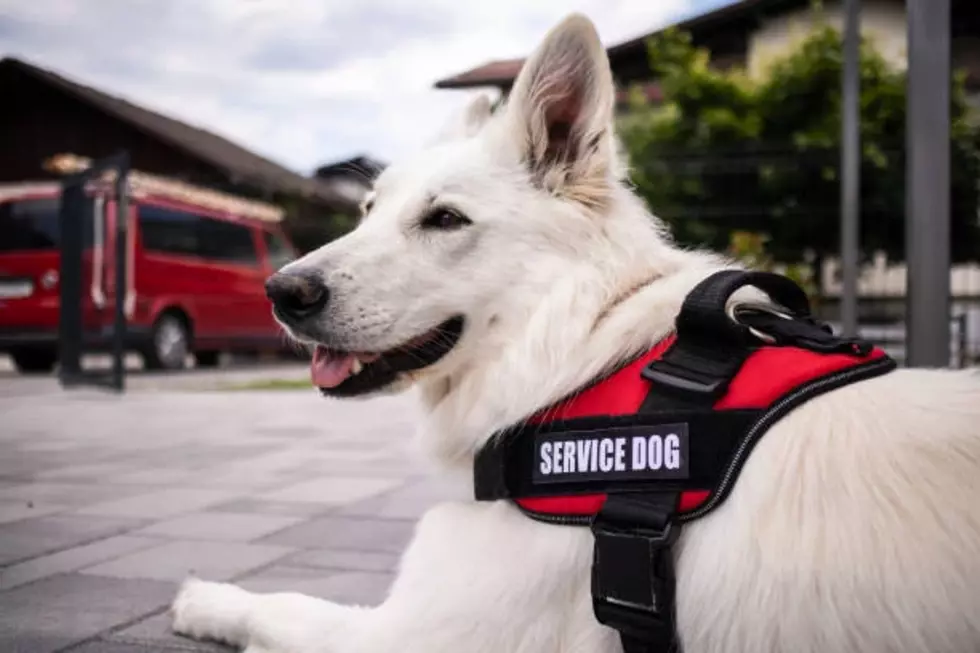 Massachusetts Prison Program Expands to Train More Service Dogs