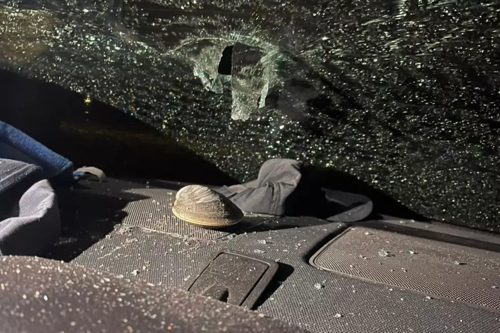 When Seagulls Go Rogue: Shell Crashes Through Wareham DNR Officer’s Windshield