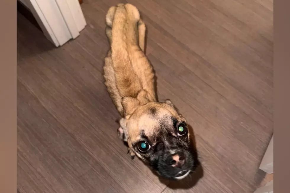 Traffic Stop Uncovers Severely Malnourished Puppy in West Bridgewater