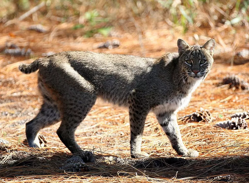 Why Bobcat Sightings Are Increasing Across Massachusetts