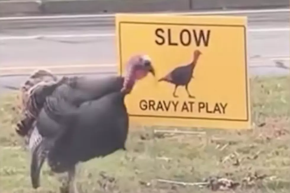 Notorious Rhode Island Turkey ‘Gravy’ Recovering After Being Hit by Car