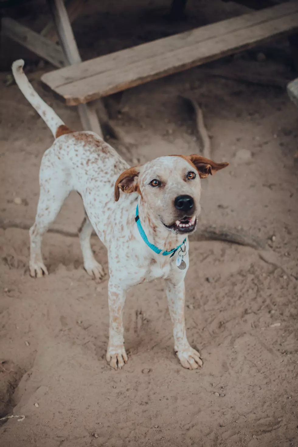 Maeve Fire Photo & Lighthouse Animal Shelter