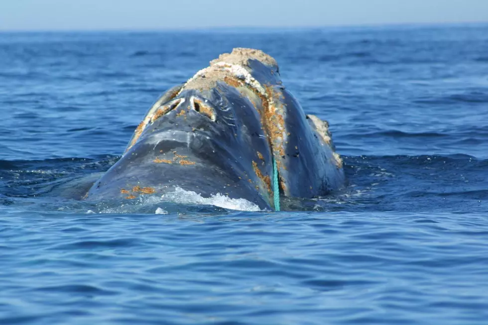 New Bedford Whaling Museum Celebrates ‘Right Whale Day’