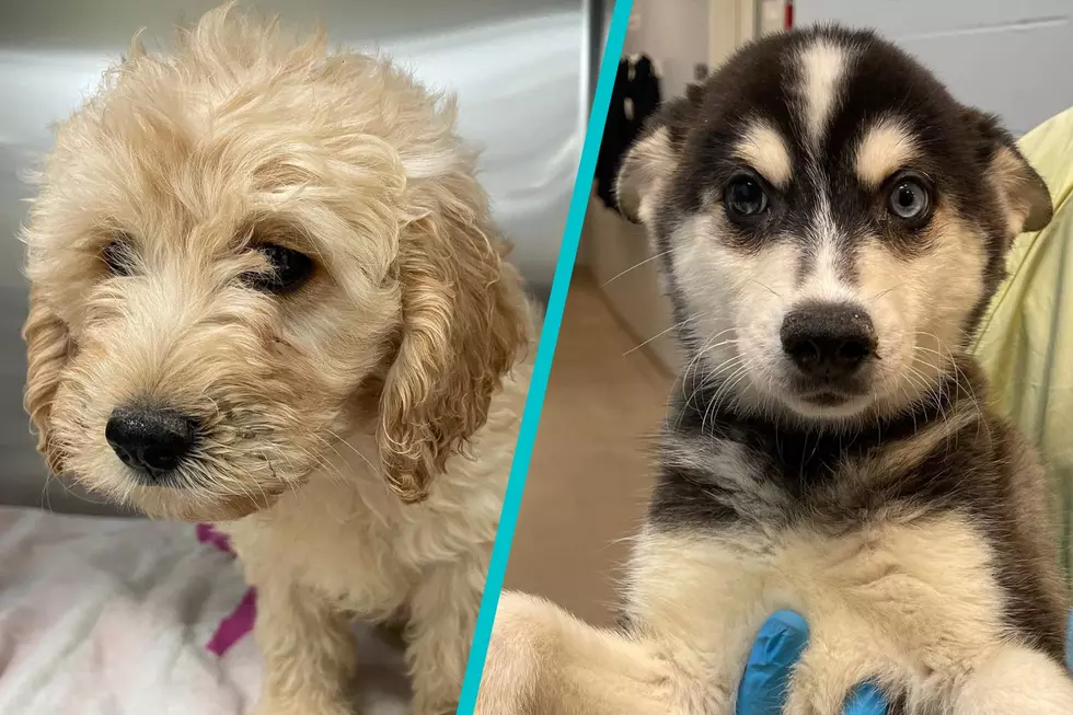 Specialty Breed Dogs Surrendered By Breeder Now Safe in Salem