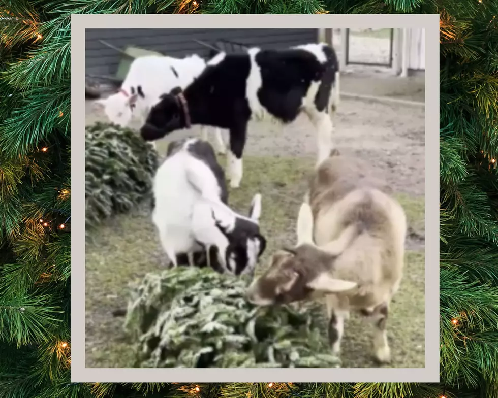 Easy Way to Give Back to Local Animals This Season