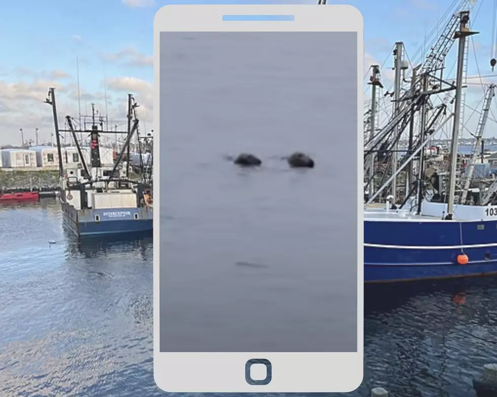 Watch Pair of Seals Playing in New Bedford Harbor