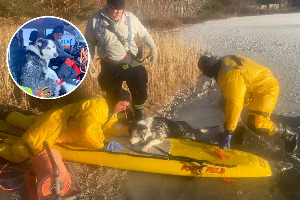 Wareham Firefighters Rescue Dog Who Fell Through Ice in Sub-Zero Temps