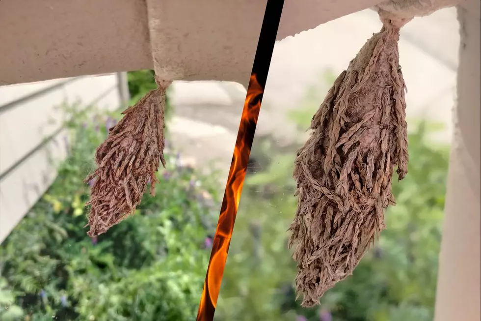 Tiverton Woman Finds Alien-Like Creature on Front Porch and the Internet Tells Her to Burn It