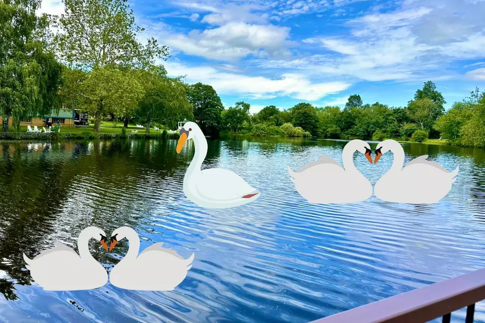 Historic Seekonk Pond Could Welcome Swan Boats This Fall