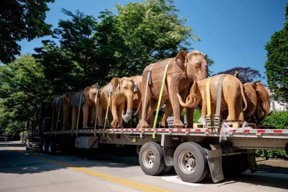 Rhode Island Bids Farewell to Wooden Elephant Herd on Nationwide Migration