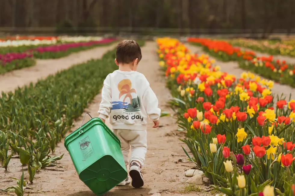 Tiptoe Through the Tulips at Berkley’s Golden Hour Farm