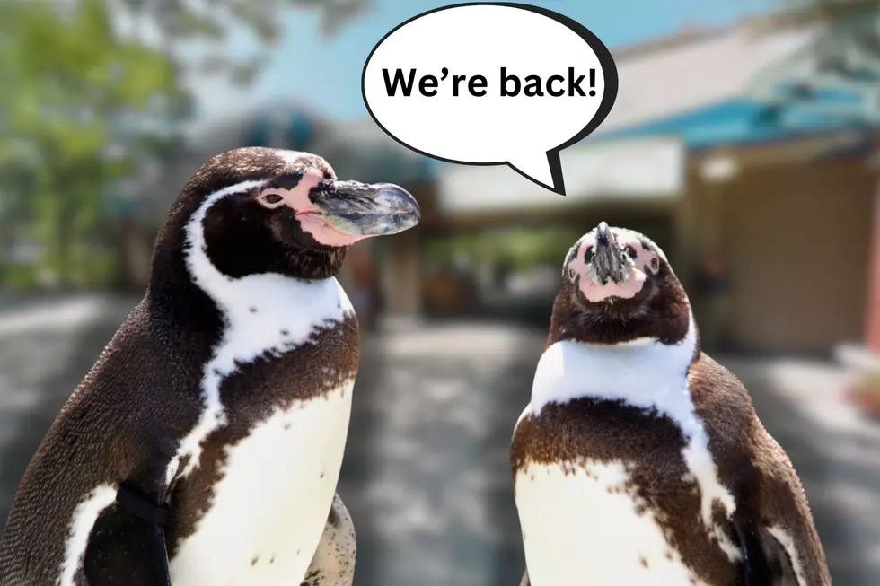 Penguins Waddling Back to Providence’s Roger Williams Park Zoo
