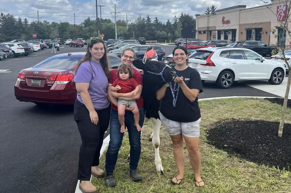 Dartmouth Chick-fil-A’s Grand Opening Welcomed Fairhaven’s Kevin the Cow