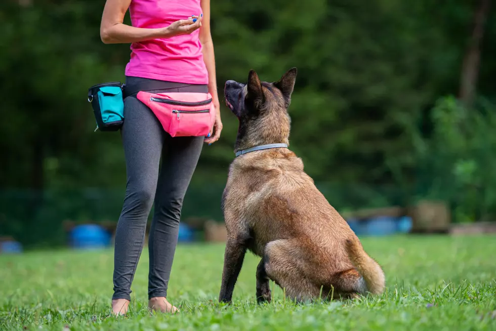 How Clicker Training Really Works—and Why Timing Matters