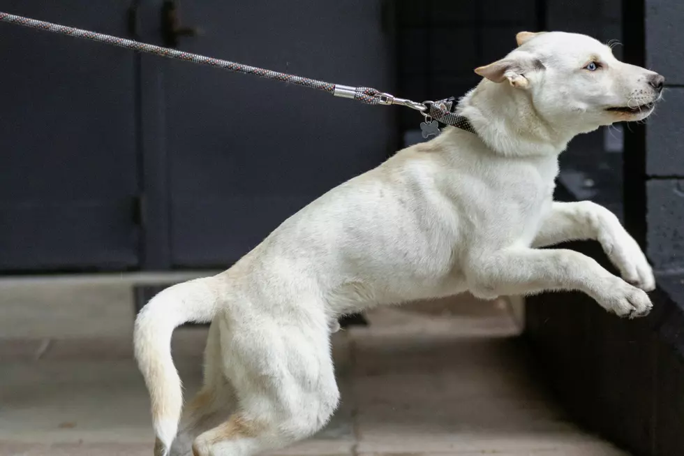 As The Snow Melts, Barking Returns: Why Many Dogs Struggle with Spring Walks