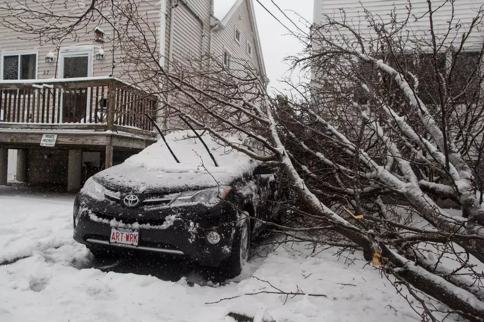 Here’s Who Pays When a Neighbors Tree Falls During a SouthCoast Storm