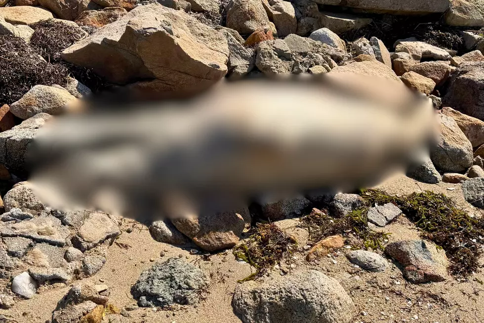 I Found a Dead Seal on the Beach in Massachusetts—Here’s Who to Call