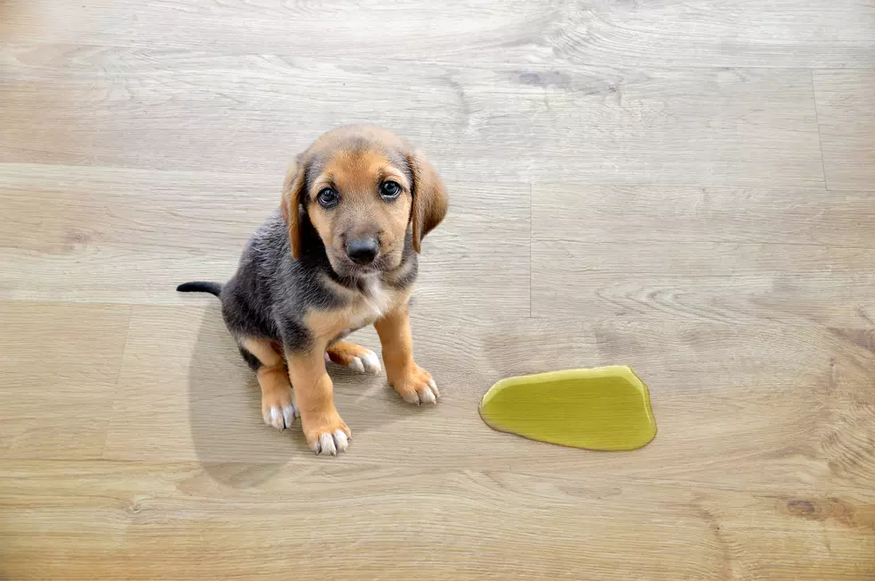 Why Your Puppy Pees Inside Right After Going Outdoors — And How to Stop It